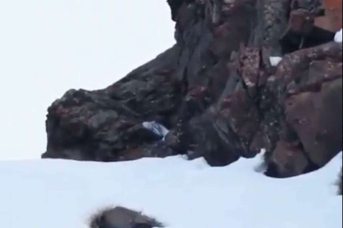 Wildlife conservationists were thrilled to capture footage of snow leopards in the Ladakh region of northern India.