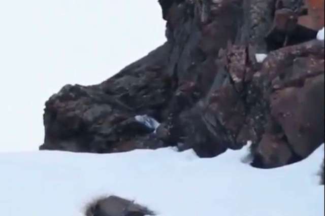 Wildlife conservationists were thrilled to capture footage of snow leopards in the Ladakh region of northern India.
