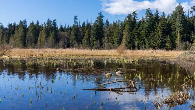 An impressive section of marshland has been restored in southeastern British Columbia, Canada, preserving wildlife habitats in the region.