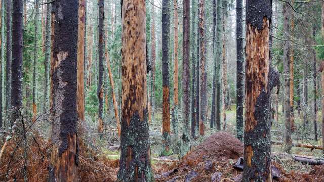 Town officials in Falmouth, Massachusetts, confirmed the presence of the southern pine beetle, an insect considered one of the most destructive forest pests in the region.