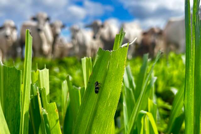 The two-lined spittlebug, an invasive species, is threatening Hawaii's livestock industry.