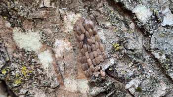 Authorities with the Massachusetts Department of Agricultural Resources have found spotted lanternfly eggs in Bridgewater.