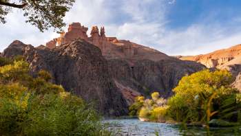 The rare steppe cat was recorded by a camera trap in Kazakhstan.