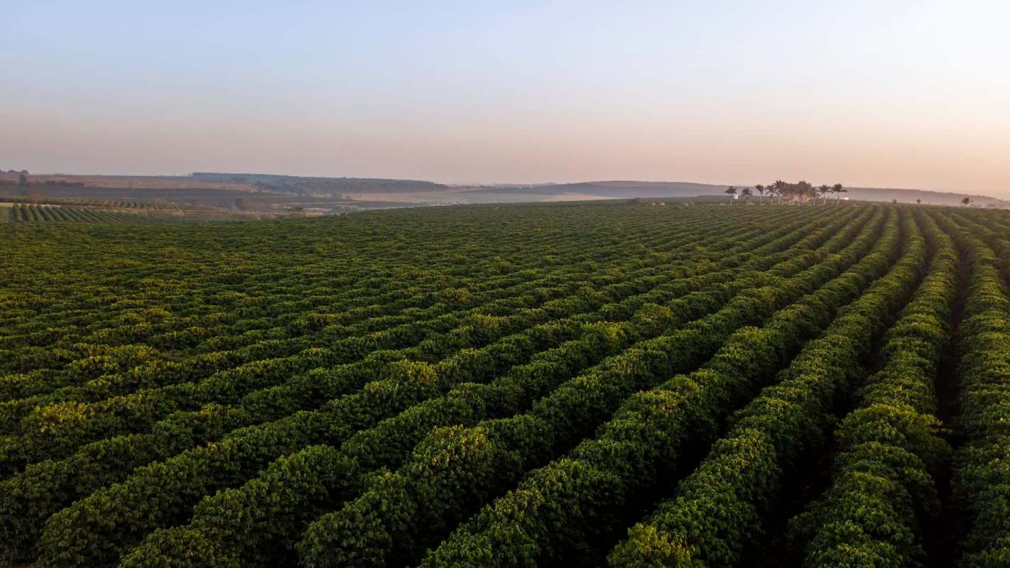 The changing climate is resulting in unusually high prices for berries in Huelva, Spain.
