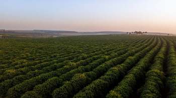 The changing climate is resulting in unusually high prices for berries in Huelva, Spain.