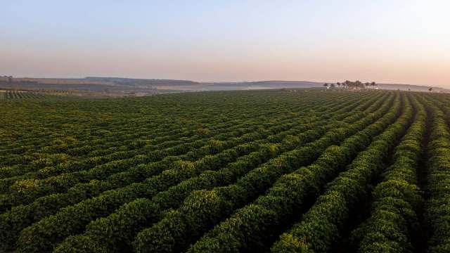 The changing climate is resulting in unusually high prices for berries in Huelva, Spain.