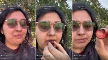 One forager explained how a casual walk led to the discovery of a fruiting tree they didn't recognize, which turned out to be strawberry guava.