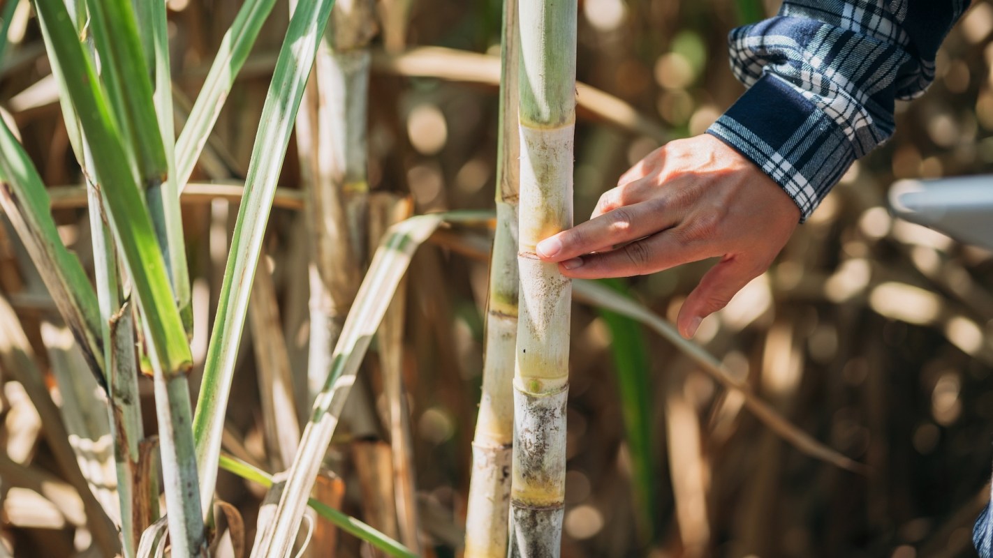 Sugarcane farmers in Panipat, India, are concerned after seeing a 15% decline in crop yields this season.