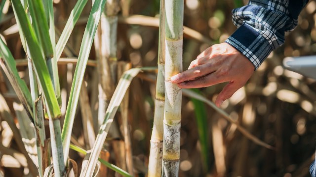 Sugarcane farmers in Panipat, India, are concerned after seeing a 15% decline in crop yields this season.