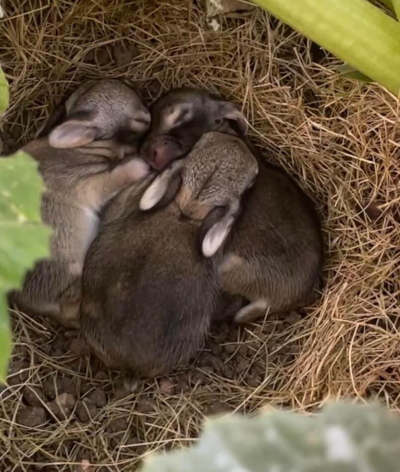 A gardener shared the adorable photo of a nest of baby bunnies beneath a squash plant, delighting fellow Redditors with the charming surprise.