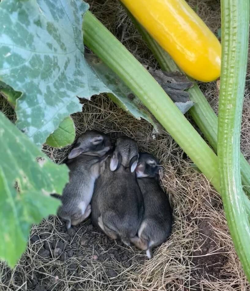 A gardener shared the adorable photo of a nest of baby bunnies beneath a squash plant, delighting fellow Redditors with the charming surprise.