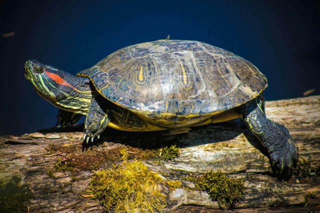 Red-eared slider turtles are one of the most widespread freshwater turtles across the world, thanks to the exotic animal trade.