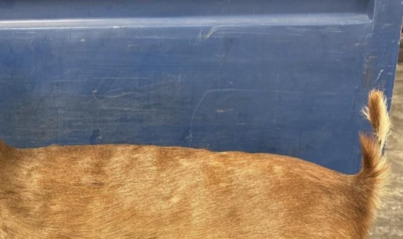 One Redditor was shocked to find a taxidermied Chinese deer listed for $700 by Goodwill.