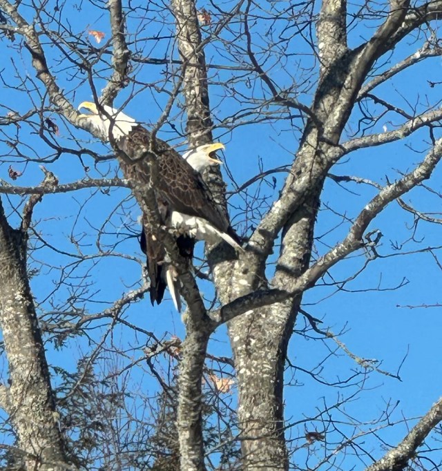 A birdwatcher shared their excitement with the online community after observing a pair of bald eagles roosting in their backyard.