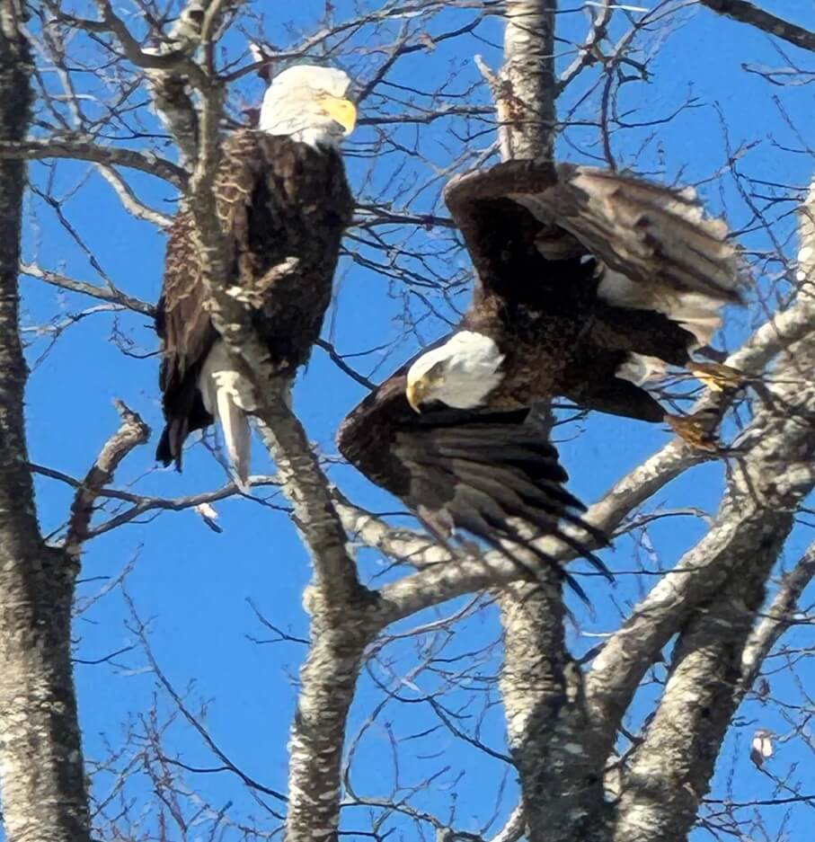 A birdwatcher shared their excitement with the online community after observing a pair of bald eagles roosting in their backyard.