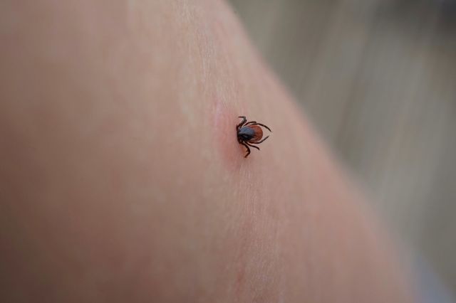 A New Jersey man who contracted Lyme disease says he has been battling lingering neurological symptoms for years.