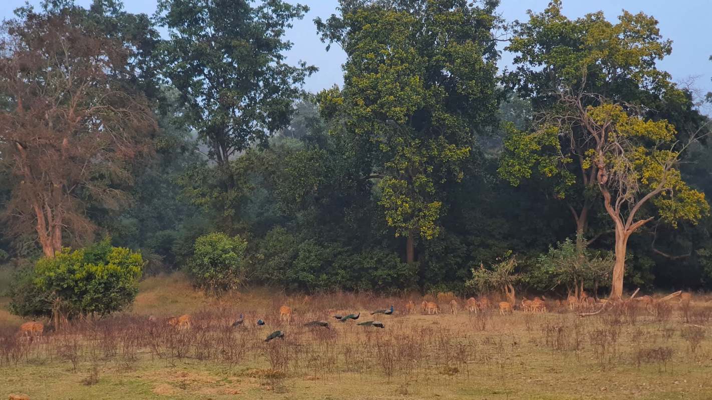 It was believed the animal traveled hundreds of kilometers