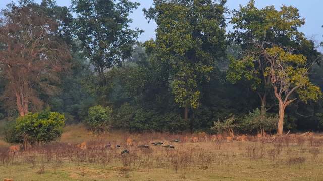 It was believed the animal traveled hundreds of kilometers