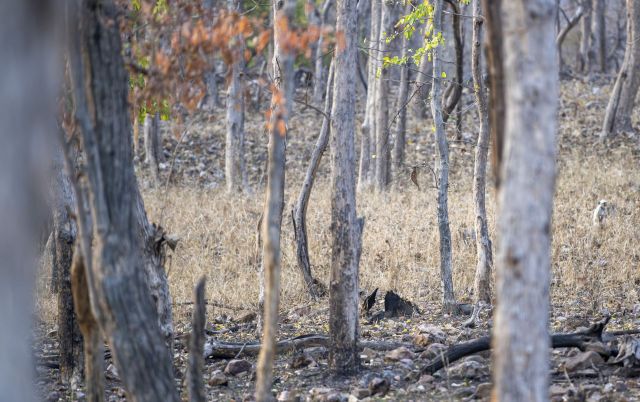 The arrival of the dhole, a rare predator species, in India's Ratapani Tiger Reserve in Madhya Pradesh signals that conservation efforts in the area are yielding fruit and the ecosystem is recovering.