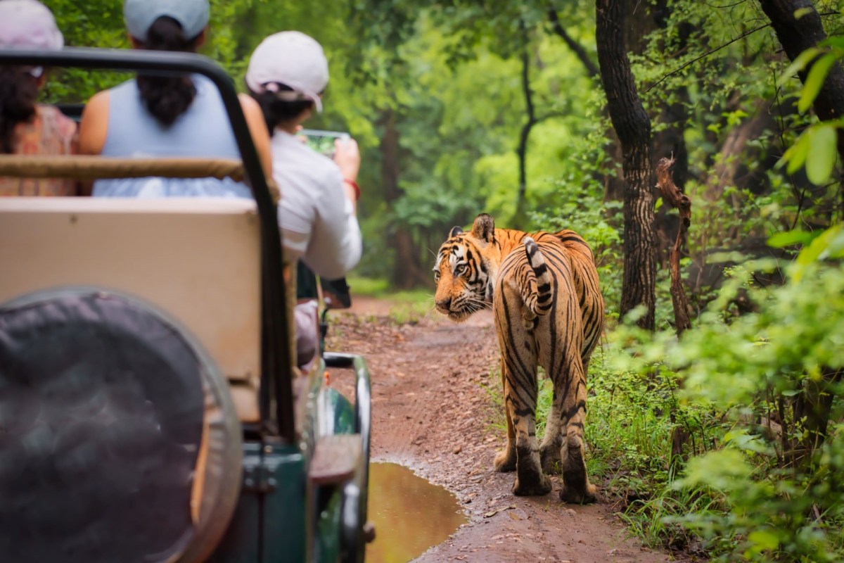 Some of India’s major tiger reserves have banned mobile phones on safari drives, marking a significant shift in how the country protects its iconic habitats.