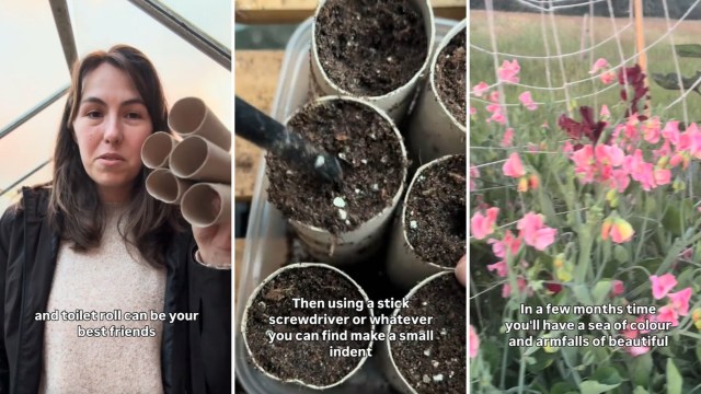 One viral TikTok shows how to use leftover toilet paper rolls to start an indoor garden.