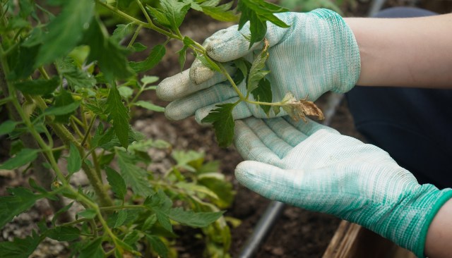 A gardener's discovery of a hornworm earned amazement after they shared some pictures of the insect on Reddit.