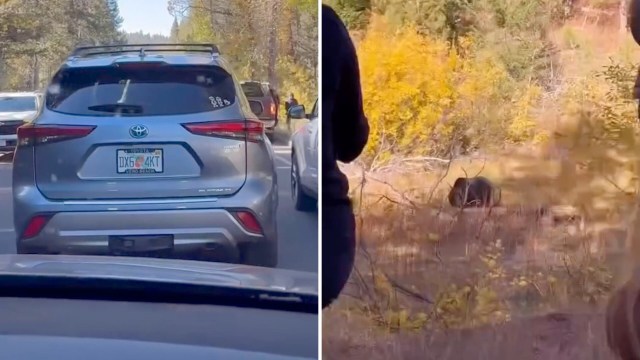 A viral Instagram video is sparking outrage after a bystander captured tourists' shocking behavior near a grizzly bear in a US national park.
