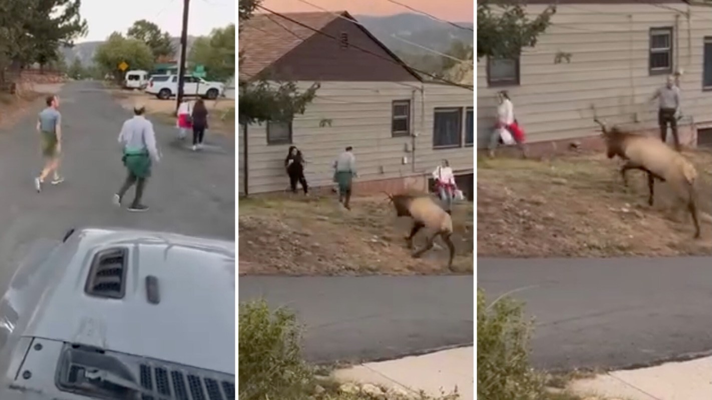One viral video shows a group of tourists dangerously close to an agitated bull elk in Colorado.