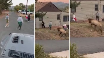 One viral video shows a group of tourists dangerously close to an agitated bull elk in Colorado.