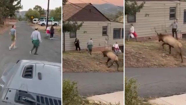 One viral video shows a group of tourists dangerously close to an agitated bull elk in Colorado.
