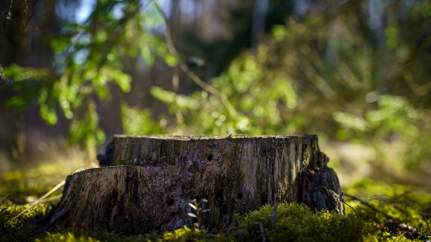 An elderly man in Nagpur, India, was convicted and fined for chopping down city-owned trees.
