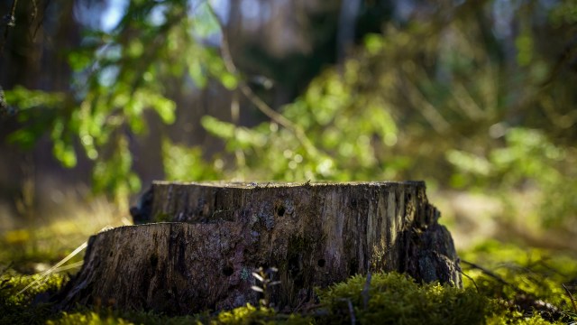 An elderly man in Nagpur, India, was convicted and fined for chopping down city-owned trees.