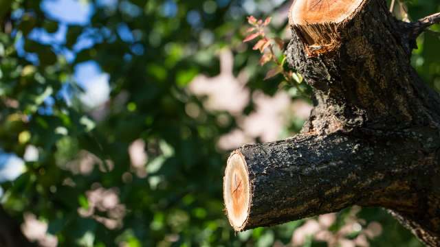 One redditor shared the infuriating experience they had with a neighbor who thought it was okay to trim their trees without permission.