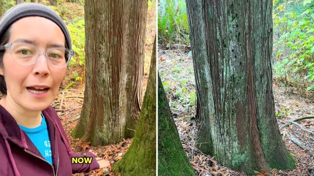 One gardening expert is warning against creating a tree volcano and explaining how too much mulch can suffocate trees.