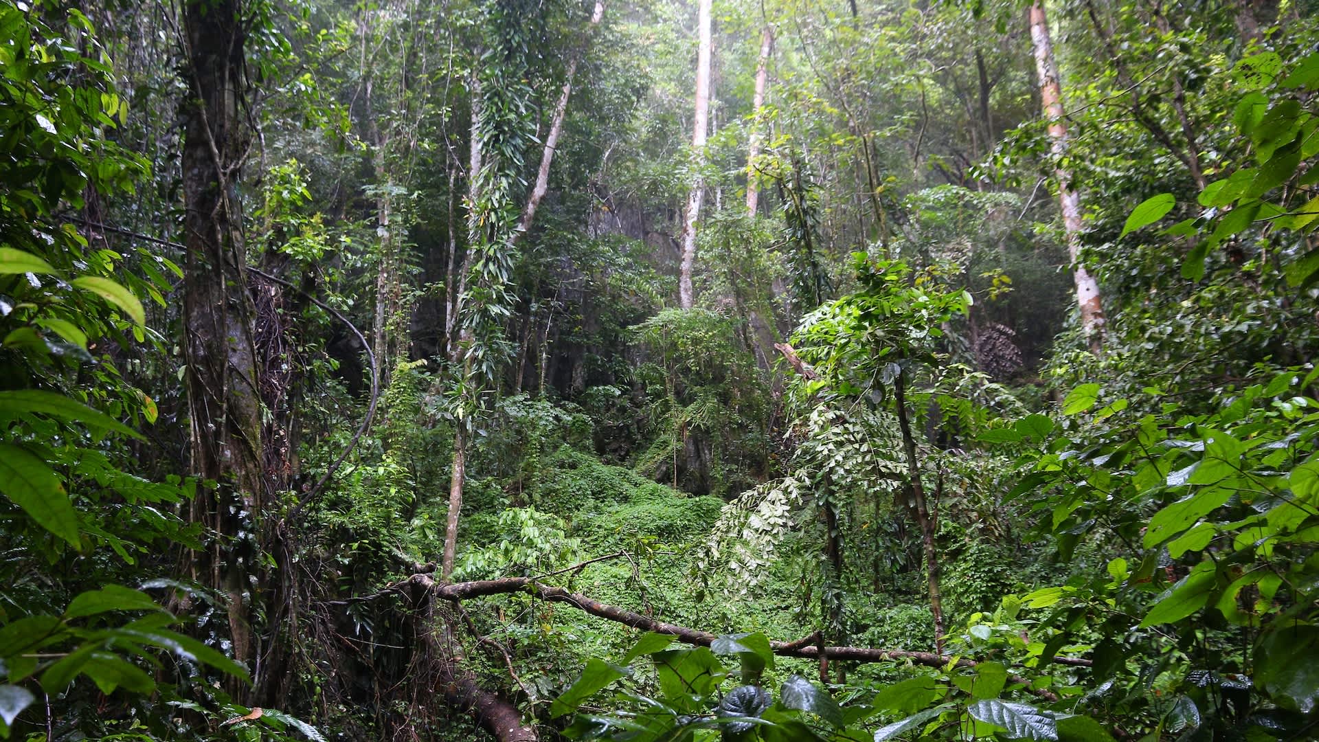 Researchers make stunning discovery after taking closer look at 'notoriously elusive' creatures: 'It's deeply satisfying'