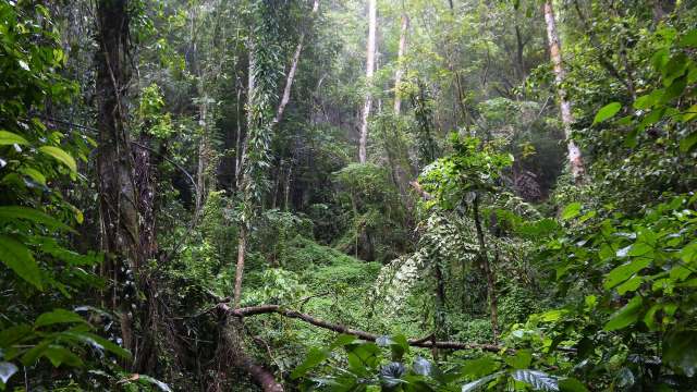 Researchers were thrilled to discover not one, not two, but six new species of bats in the Philippines, including the tube-nosed bats.
