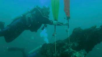 A team of researchers investigated an underwater forest off the U.S. coast in the Gulf of Mexico to study climate change.