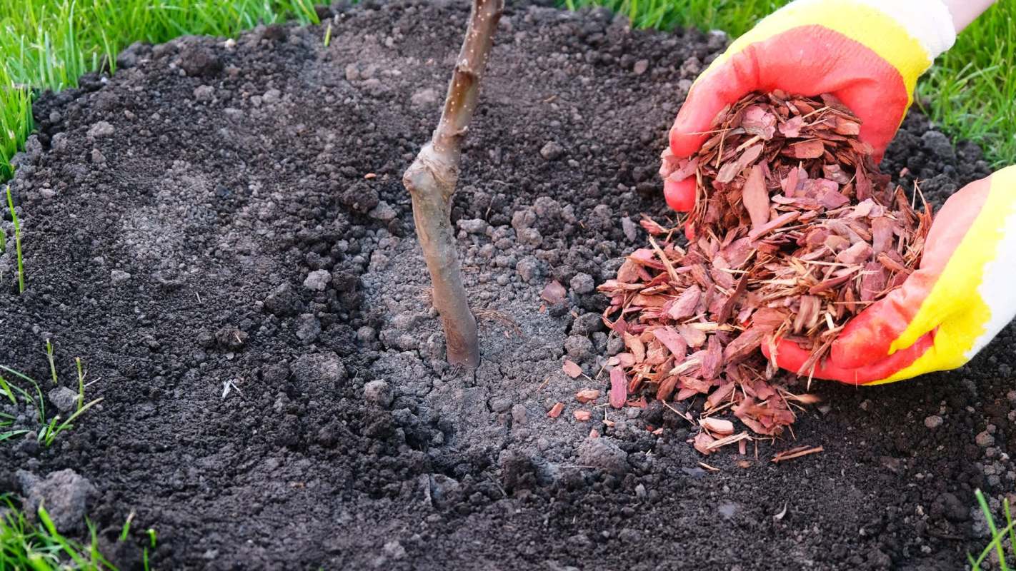 One gardener hopes to put a stop to the harmful practice of volcano mulching, which can hurt trees and attract pests.