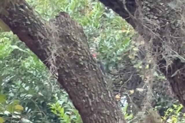 One TikTok user captured the distinctive sound of a pileated woodpecker, sharing a video of the bird tapping at an old tree.