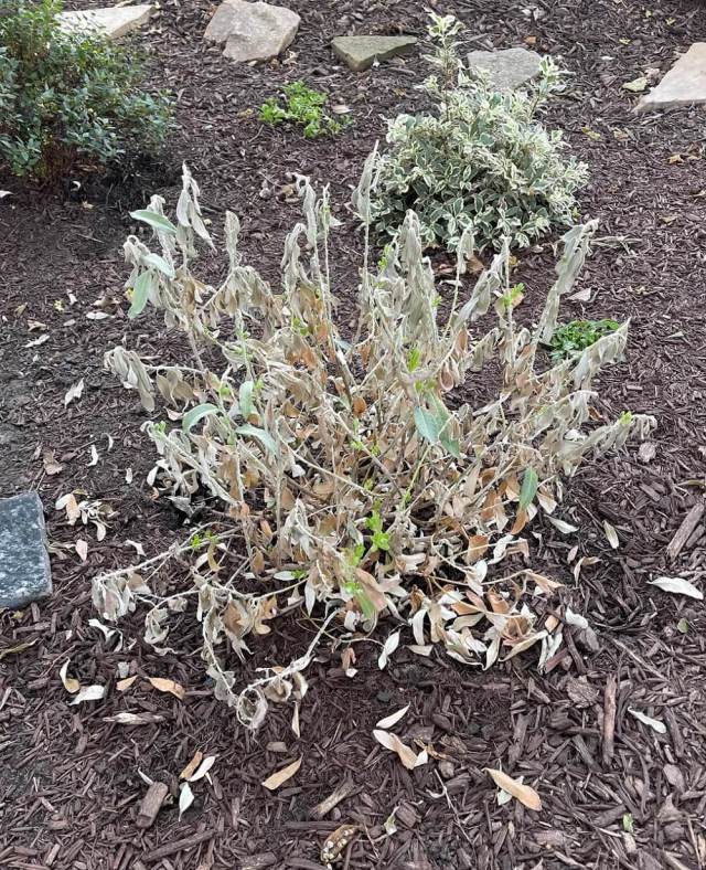 A gardener on Reddit detailed their frustrating experience with a poorly executed plant-sitting job while they were on vacation.