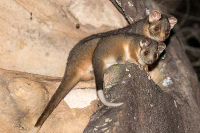 Extreme heat is forcing Western Australia's critically endangered western ringtail possum to reduce its essential feeding and activity.