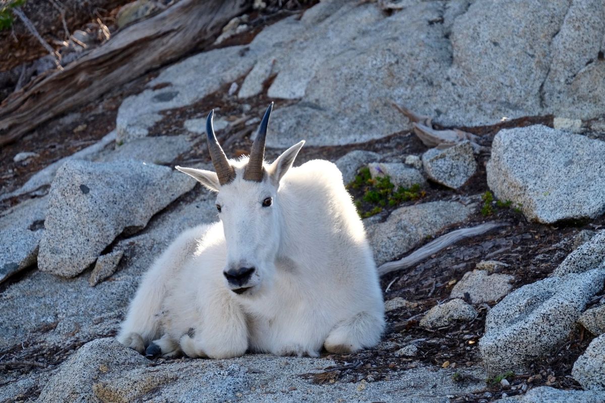 One foolish tourist in Rocky Mountain National Park learned the hard way why you should never mess with a mountain goat.