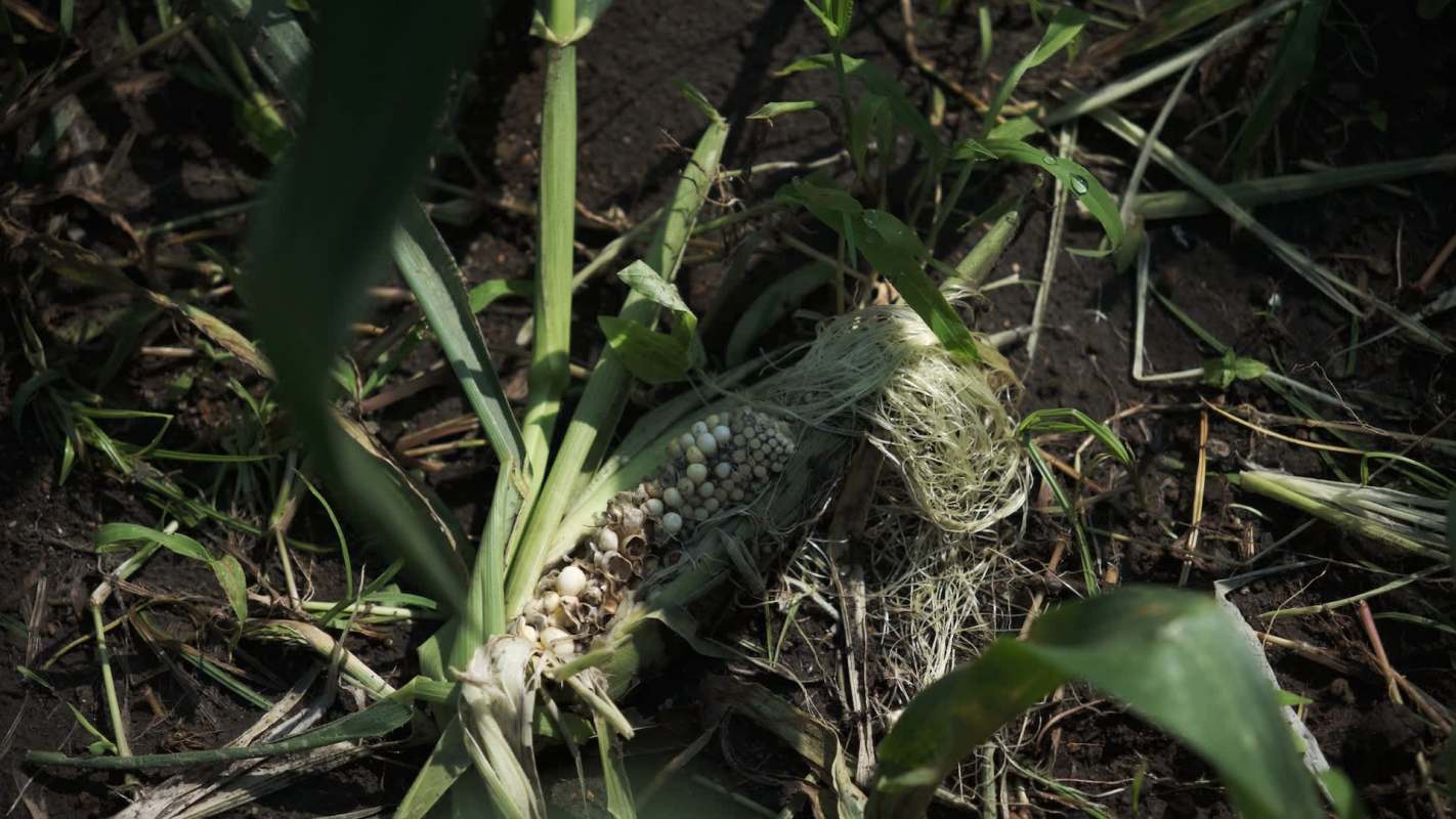 Farmers in South Georgia are facing a multimillion-dollar menace that threatens their livelihoods: wild hogs.