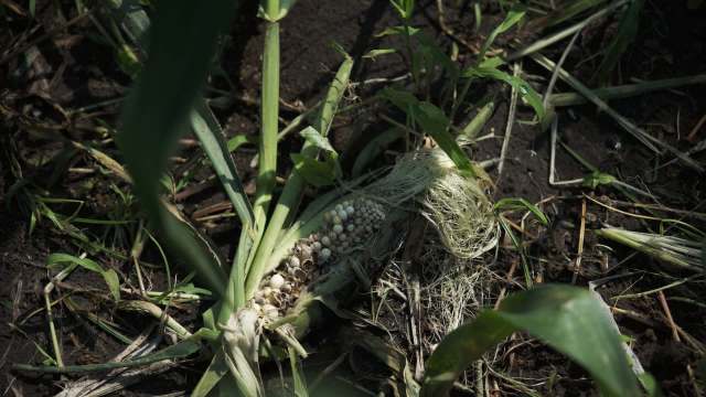 Farmers in South Georgia are facing a multimillion-dollar menace that threatens their livelihoods: wild hogs.
