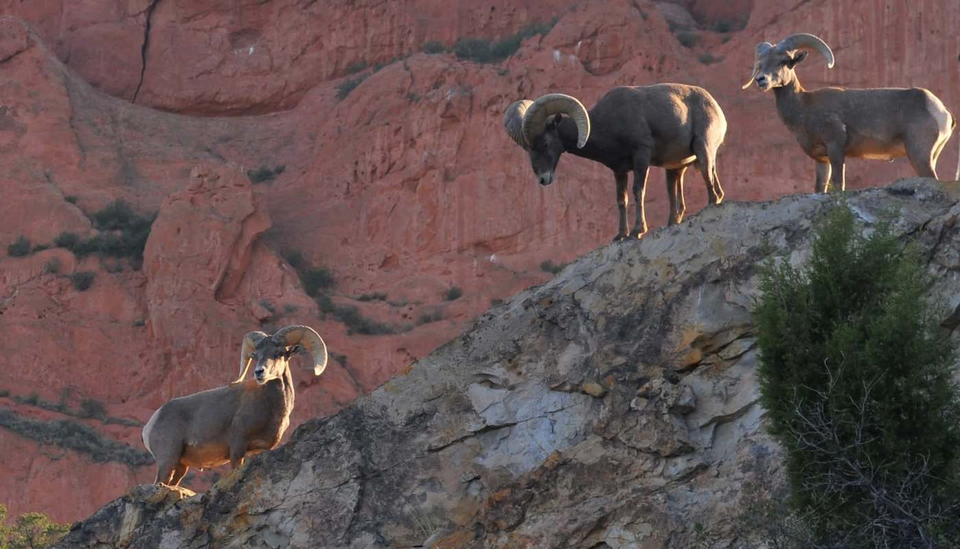 Experts have called for increased habitat protection efforts to prevent the extinction of wild mountain sheep in North America.