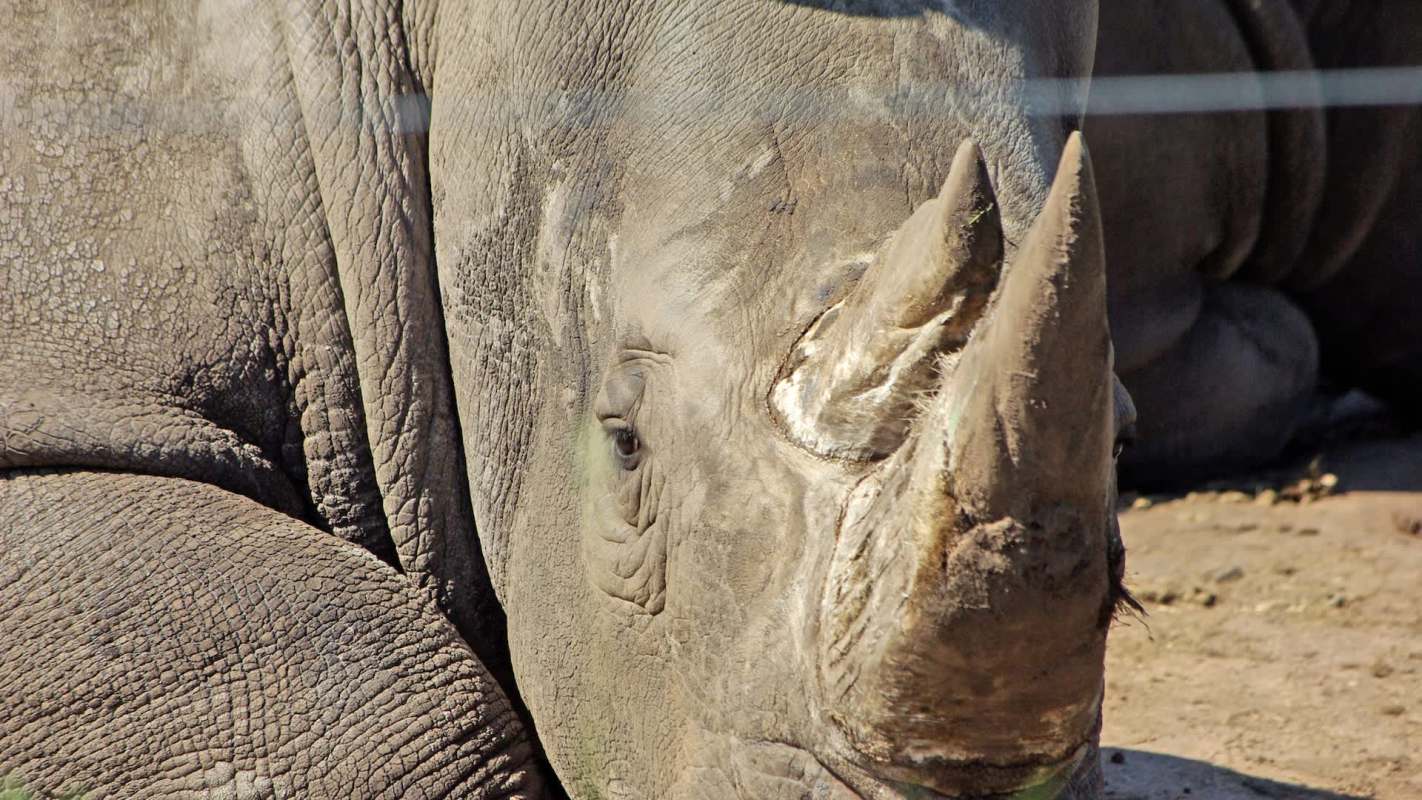 Thad and Angi Lacinak worked to try and save a wild rhino’s eyesight by using unconventional means.