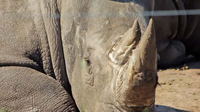 Thad and Angi Lacinak worked to try and save a wild rhino’s eyesight by using unconventional means.