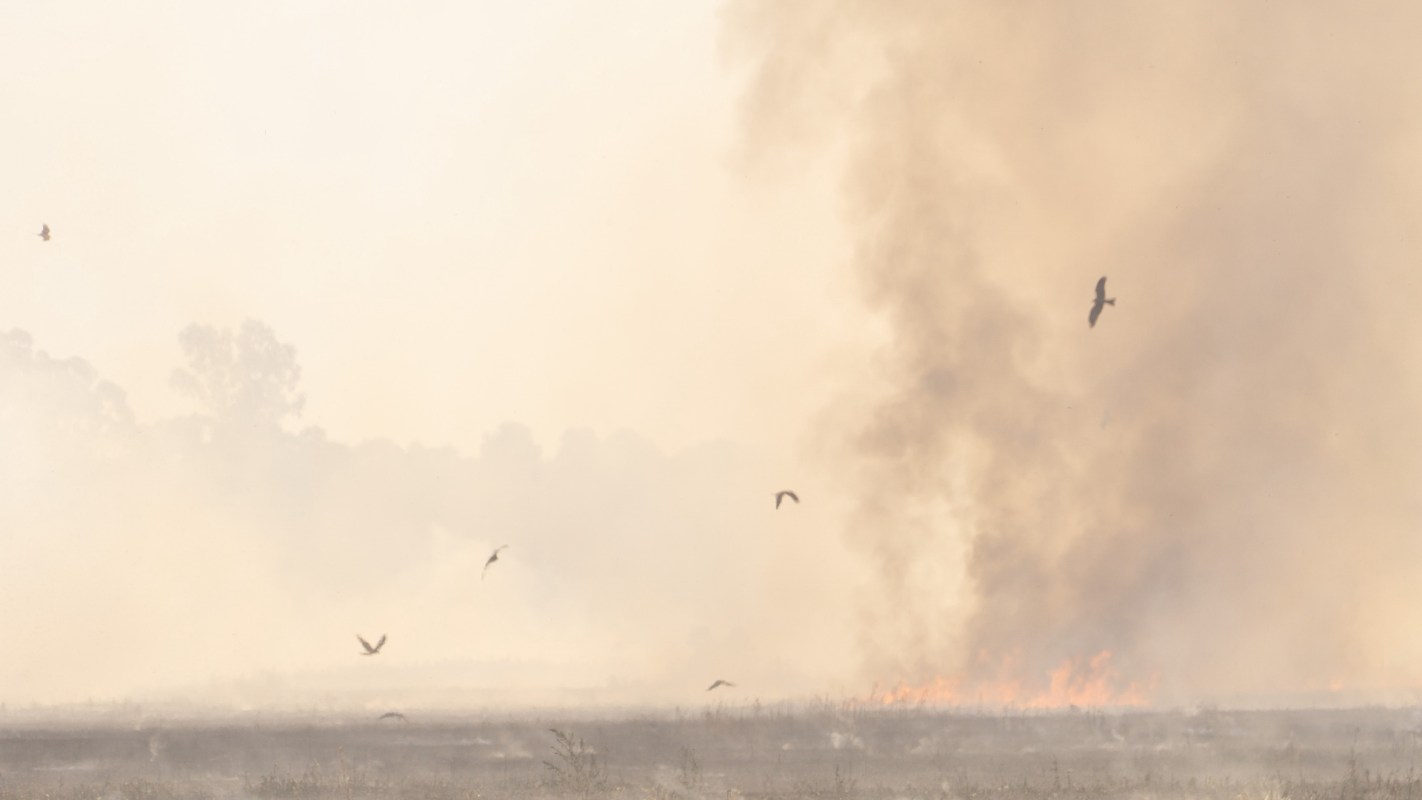 Scientists examined the impact wildfires have on bird populations using data from the last 35 years of burns in the national parks of the Sierra Nevada Inventory & Monitoring Network.