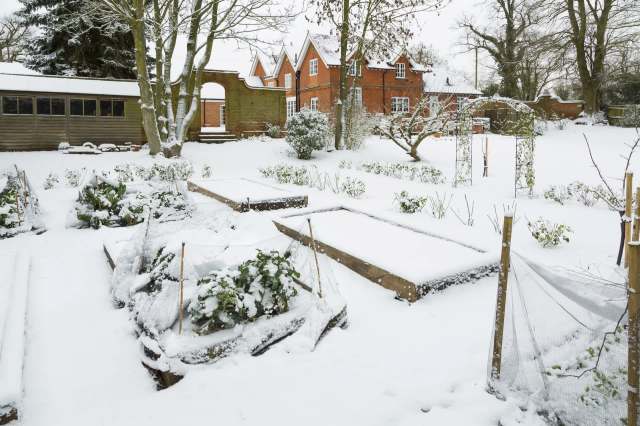 One clever winter gardener shared how they managed to grow thriving leeks underneath the snow.