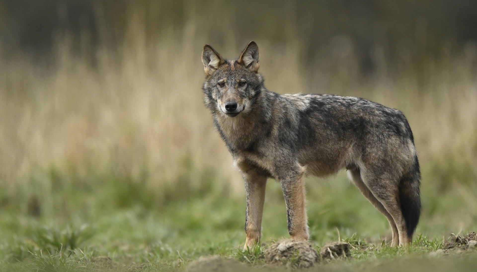 Researchers issue warning as dangerous wild animals are spotted in unexpected location — here's why it's so concerning